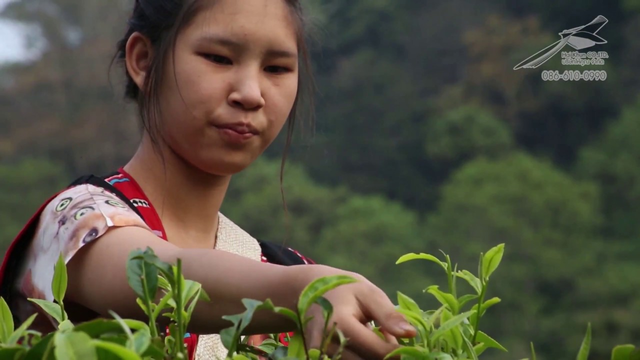 สารคดีชาอัสสัม ชาที่ดีที่สุดในโลก @หมู่บ้านปู่หมื่น จ เชียงใหม่ ตอนที่1
