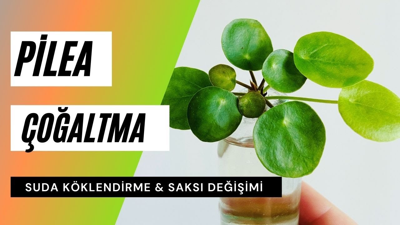Pilea peperomioides Çoğaltma ve Saksı Değişimi | Suda Pilea Köklendirme