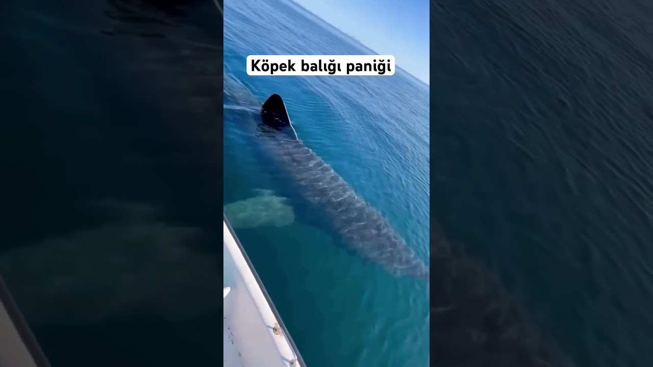 Antalya Kemer’de köpekbalığı görüldü