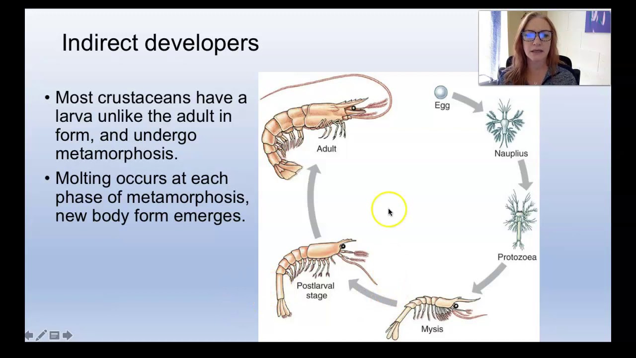 Subphylum Crustacea (Zoology)