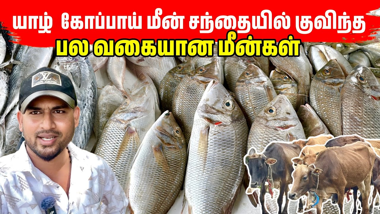 மழை நேரத்தில் கோப்பாயில் குவியல் குவியலாக வந்த மீன்கள் | Jaffna Kopay Fish Market 
