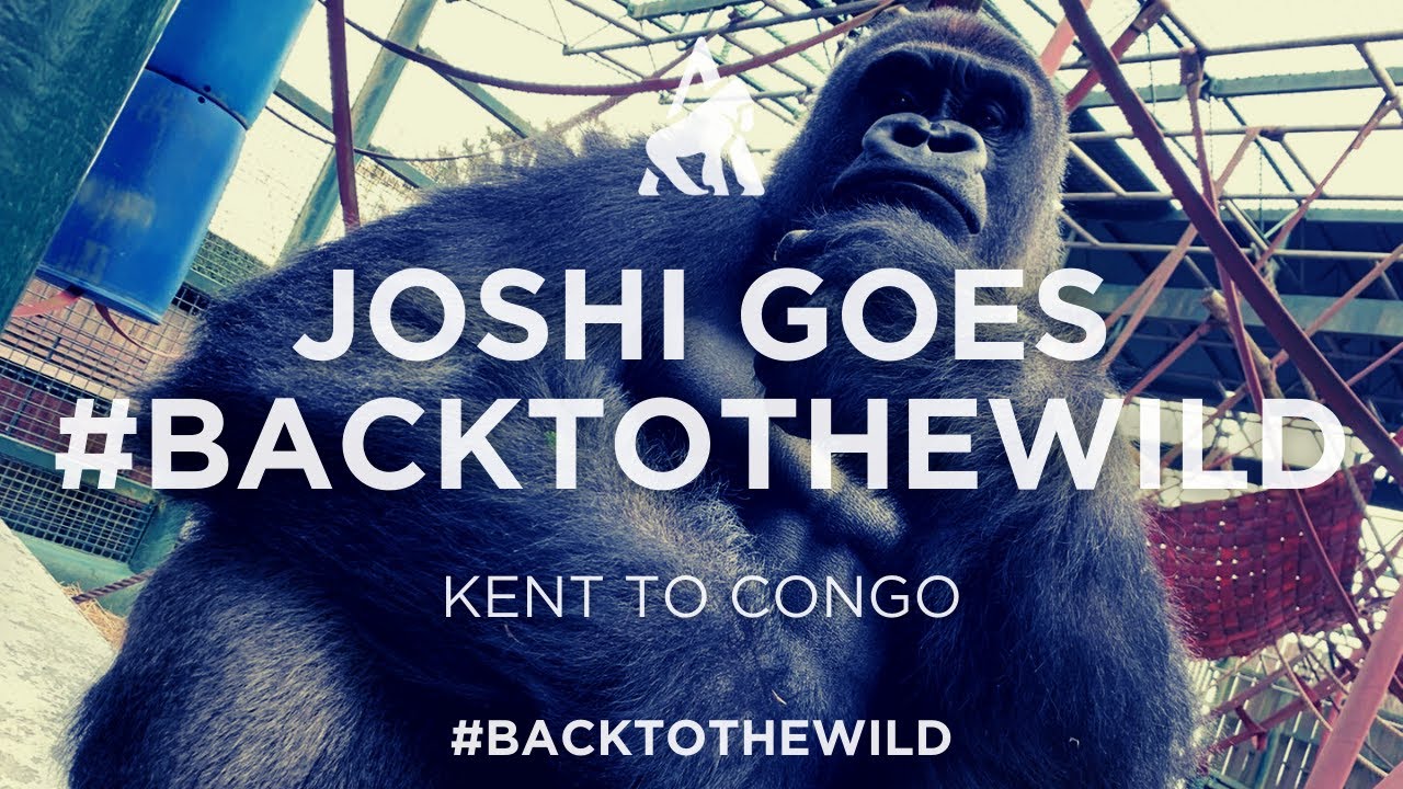 Joshi the gorilla goes #BackToTheWild | Aspinall Foundation rewilding