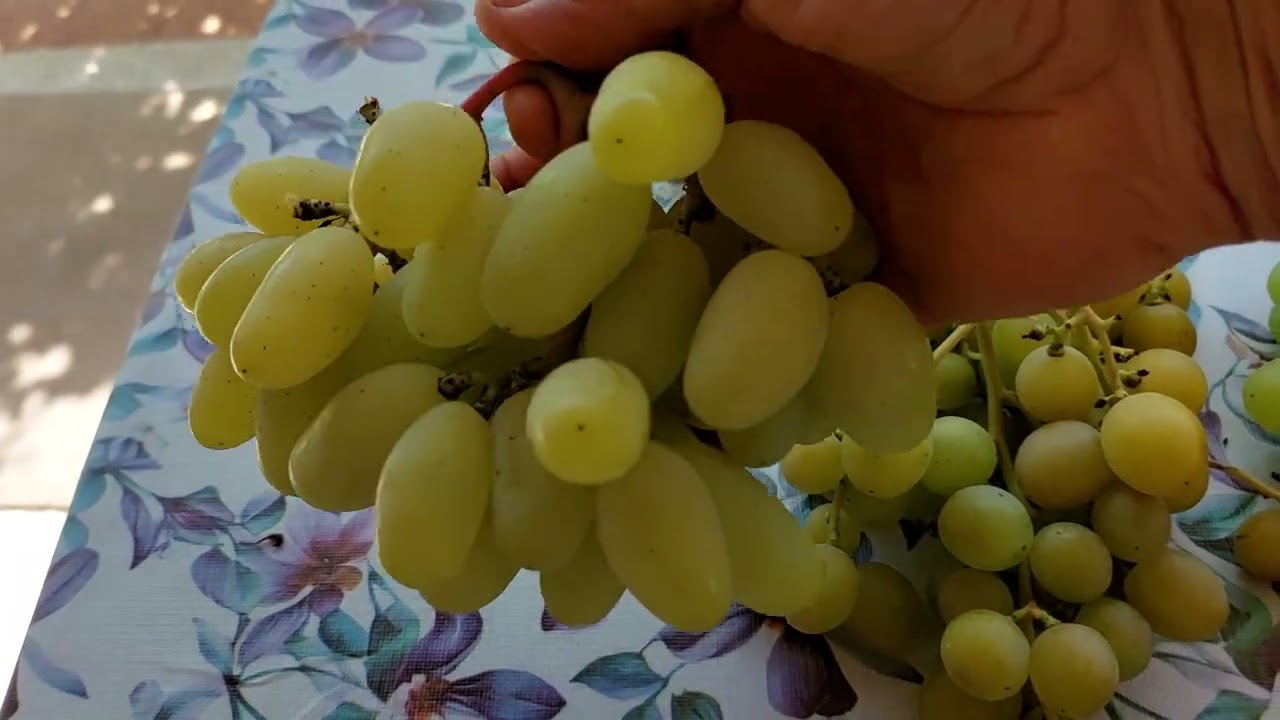 Tafeltrauben, kleine Übersicht meiner ultrafrühreifenden Sorten am 08.08.2025  Tel. 01791071217