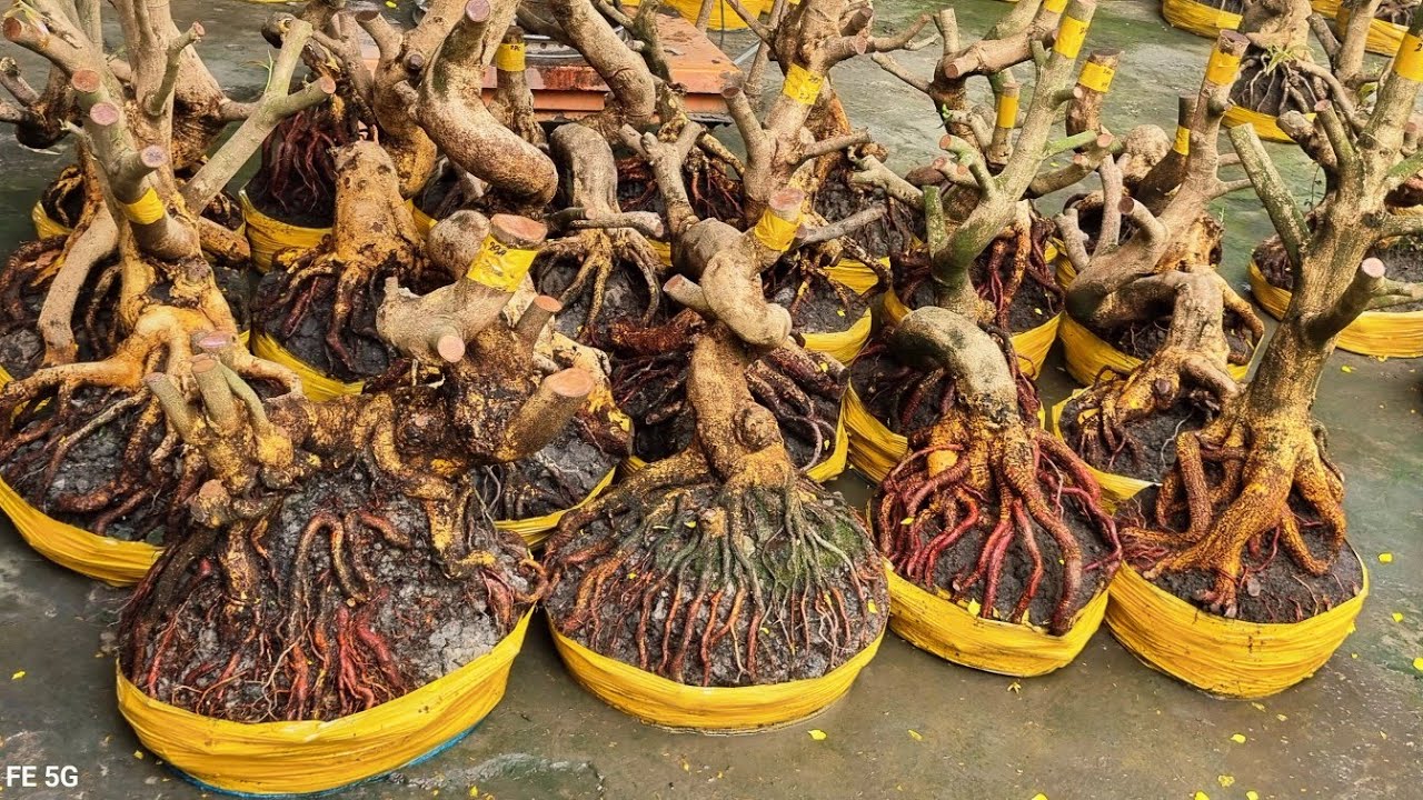 Nhung 0966023980_0377865771 ngày 19_2 gl lô phôi mai vàng giảo dáng lắc lượng bông chùm cánh to 