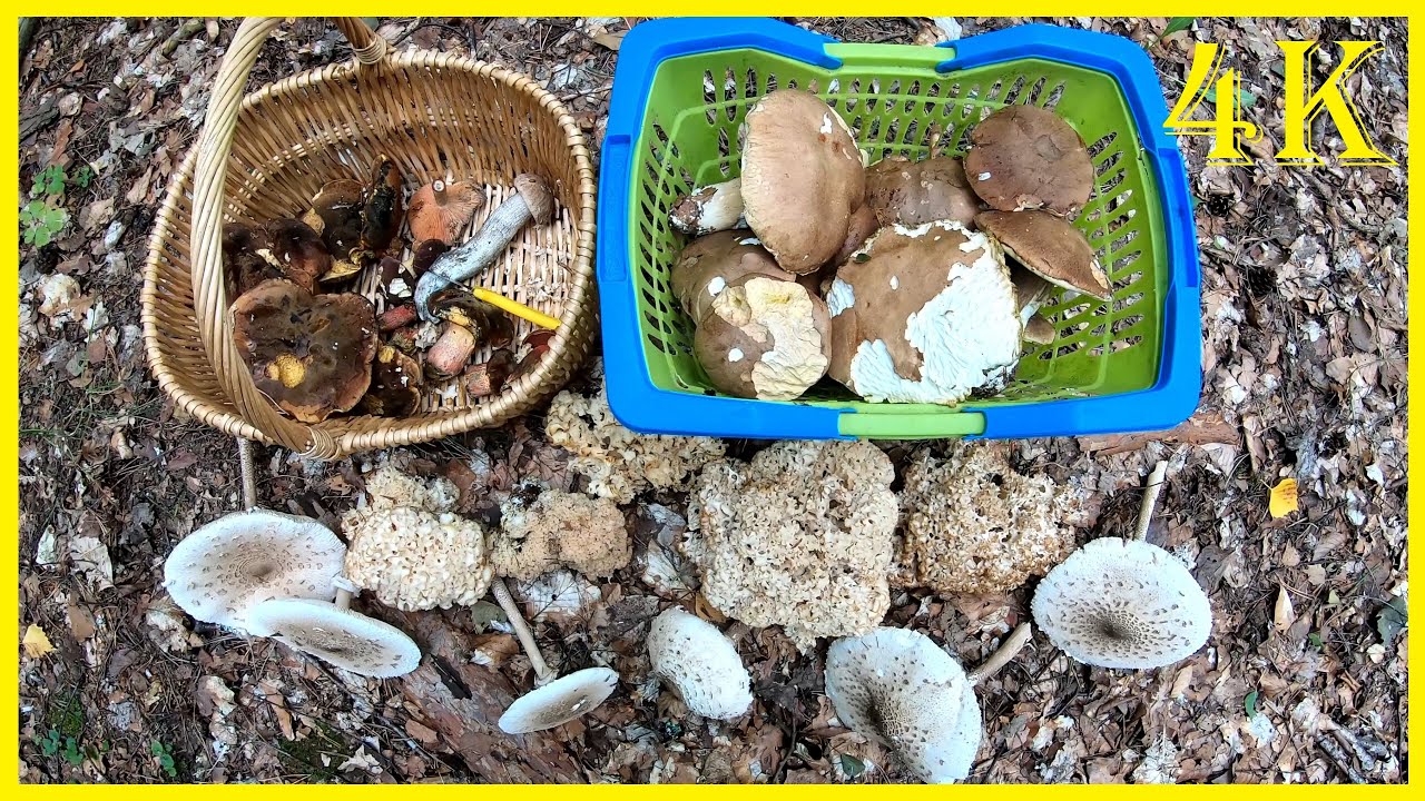 🍄 Pilze im September 🍄 Pilze sammeln: Steinpilze, Krause Glucken, Parasolpilze und mehr 🍄🍄  Pilzzeit
