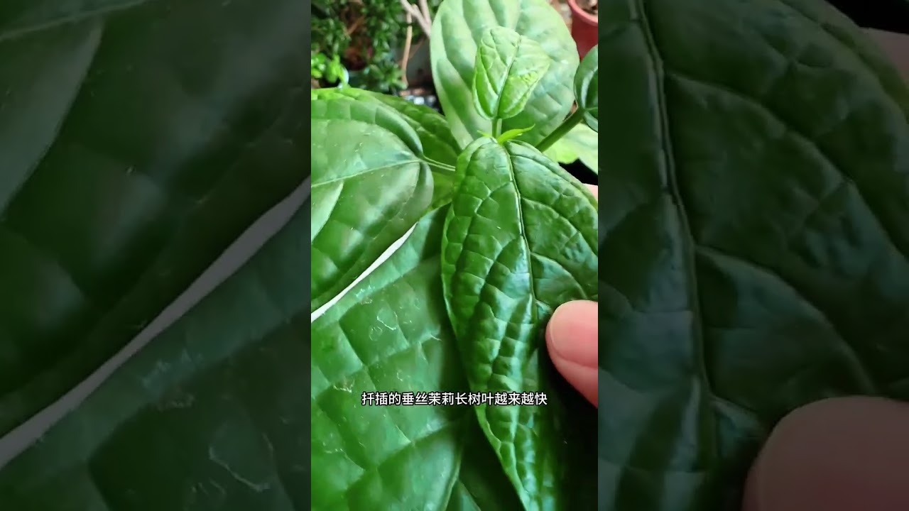 五月花草生长旺的方法