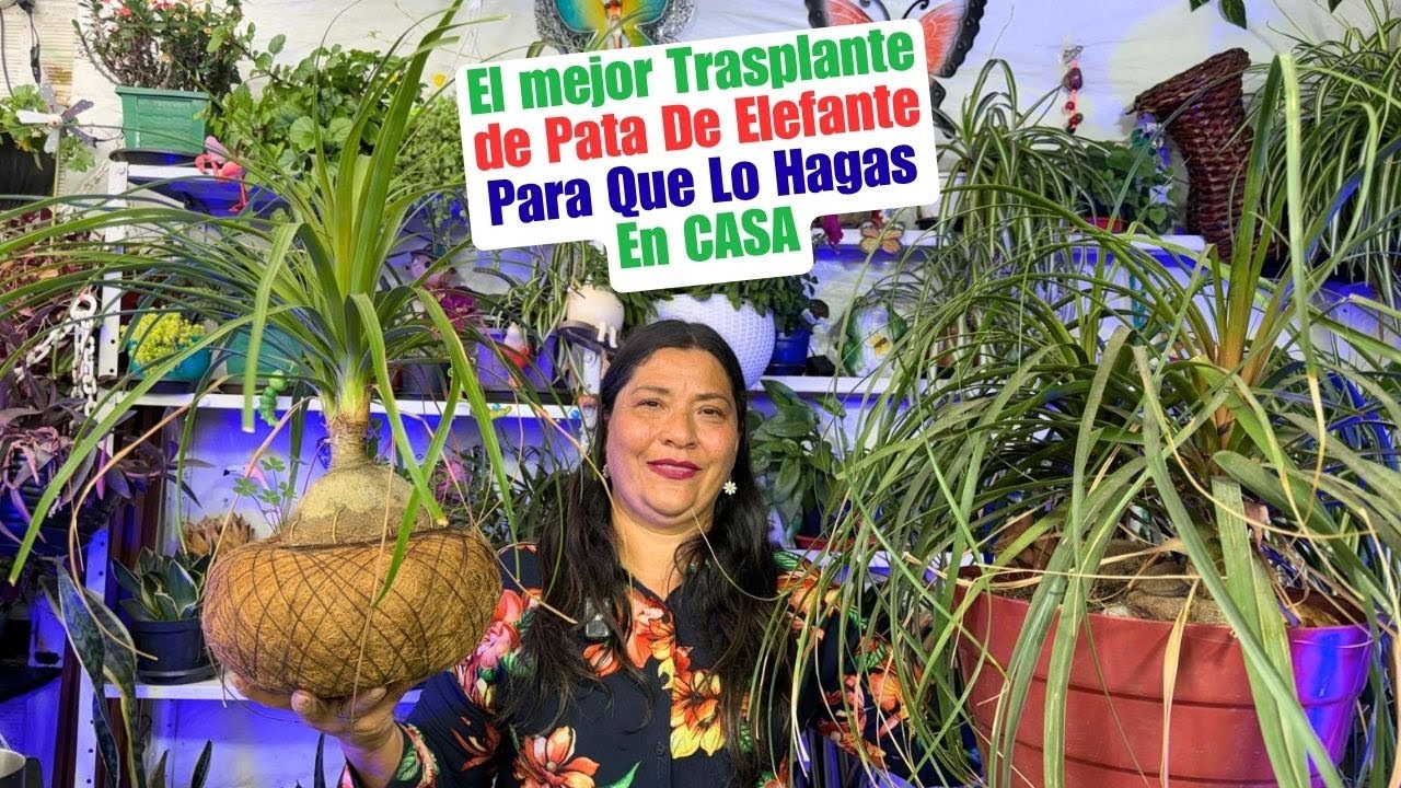 Como trasplantar pata de elefante correctamente y reproduccion