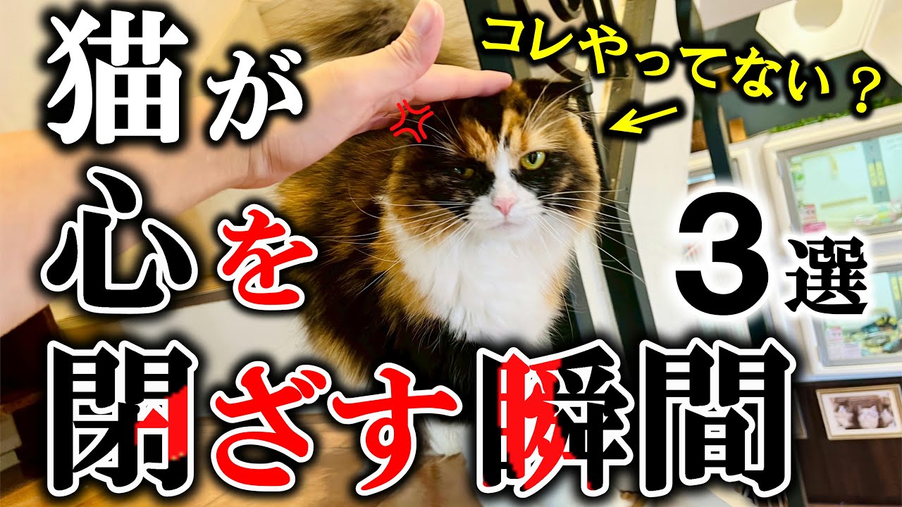 【なんで私だけ…】猫が懐かない人の特徴３選