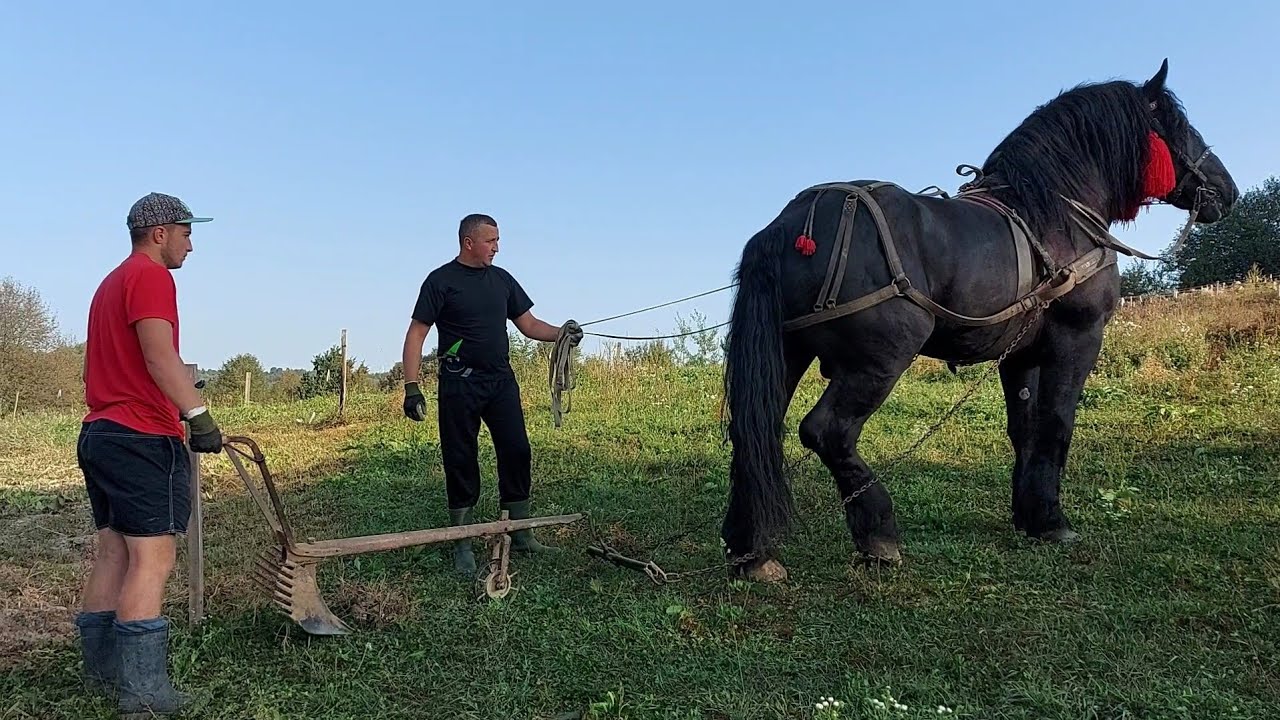 📢🚜Фараон PERCHERON виорює і везе картоплю 🥔🍟🥵