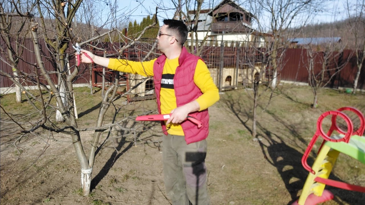 Taierea pomilor  pas cu pas pentru incepatori!