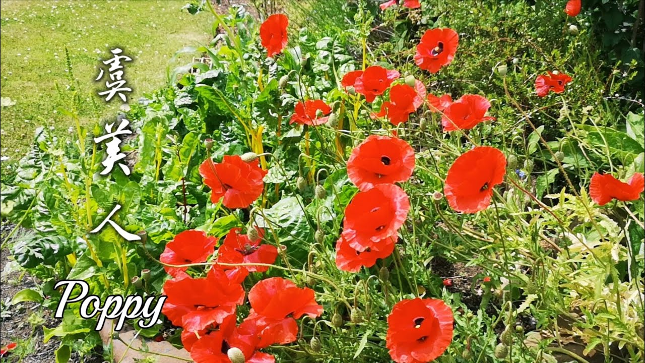 【虞美人】poppy | 濃豔似火的歐洲罌粟 | 英國植物日誌 13