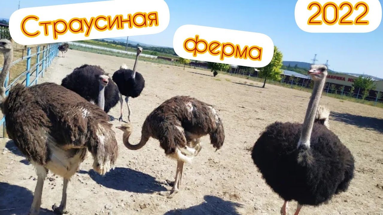 Аристей - Страусиная ферма в Анапе /Цены /Гончарные сувениры / Где отдохнуть с детьми в Анапе. #2022