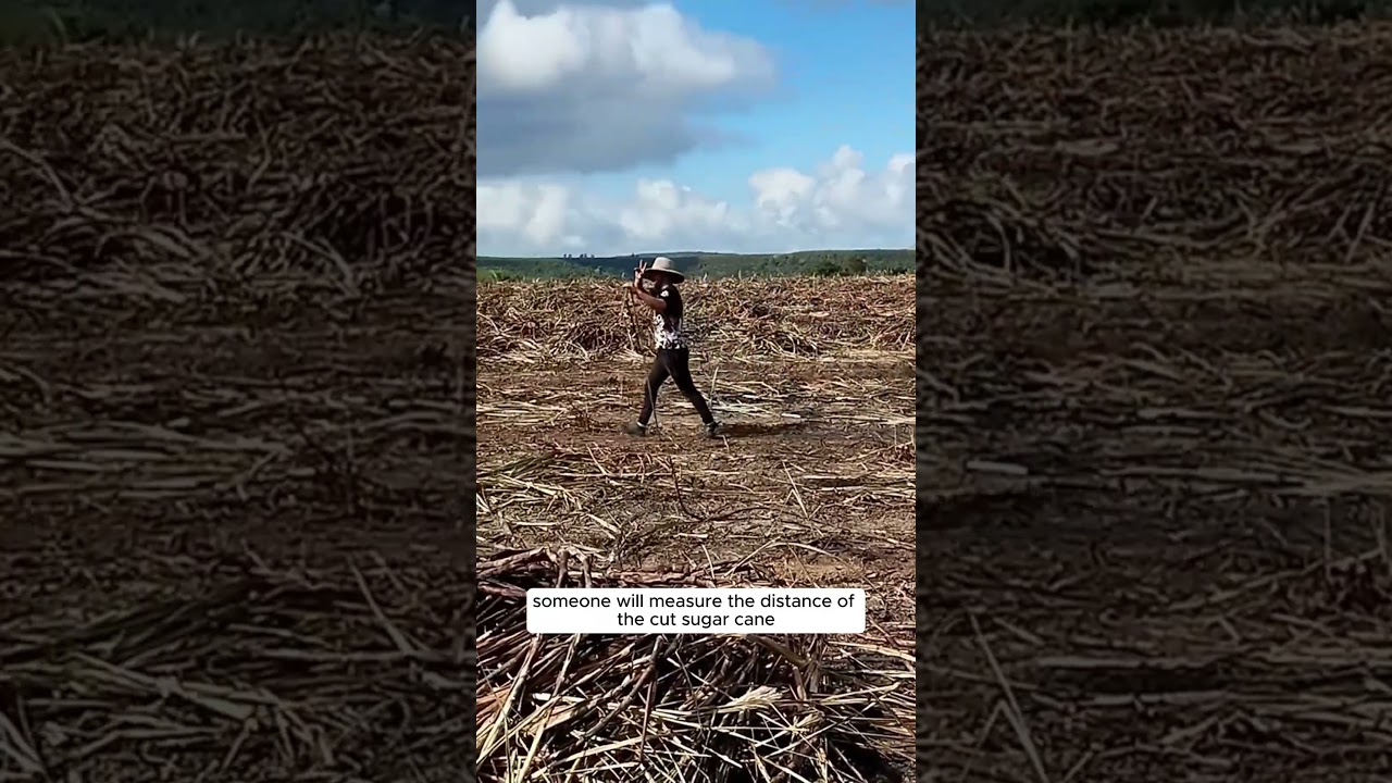 A Day in the Life of a Sugarcane Worker 💪 #BrazilianHarvest 🇧🇷