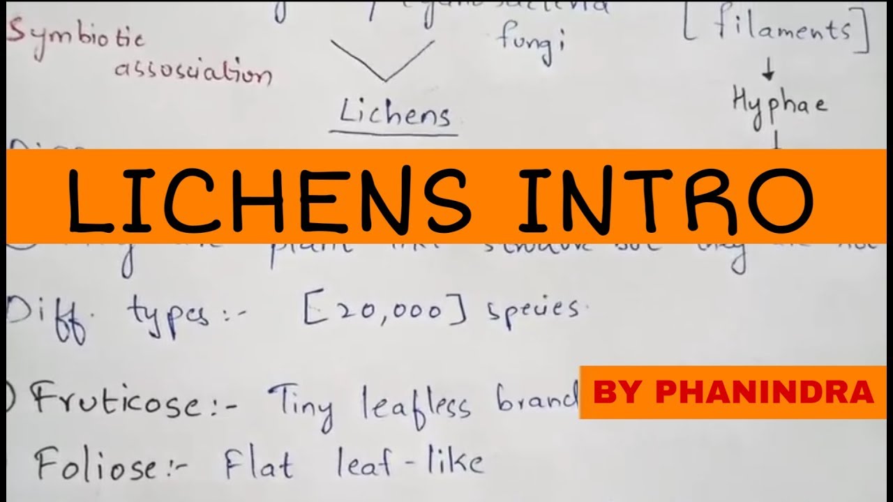 Lichens introduction, Types and Importance || By Phanindra guptha