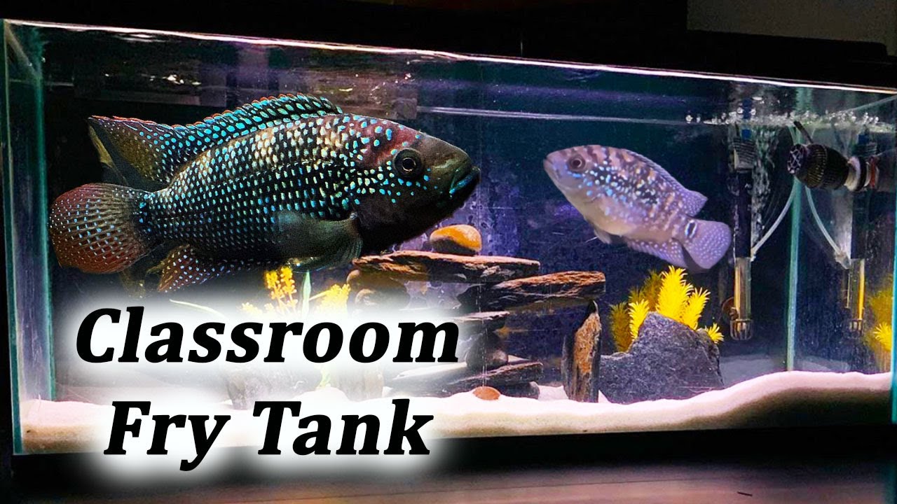 Breeding Jack Dempsey Cichlids | Baby Fish Growing in a Classroom Aquarium
