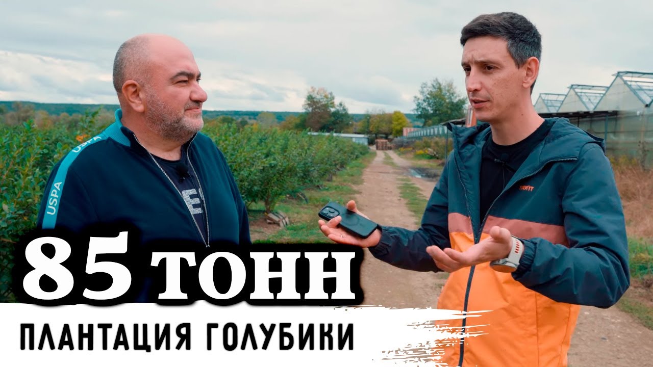 От закладки плантации до прибыли//Голубика как бизнес