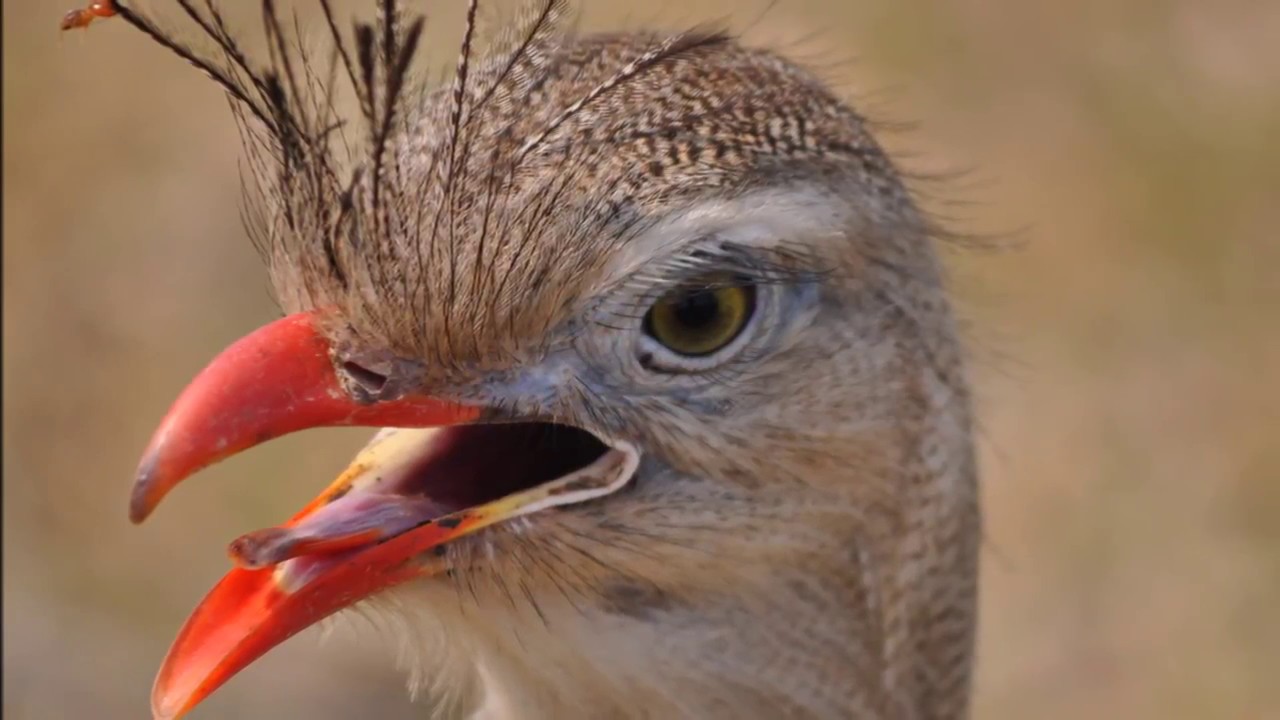 Aves do Brasil