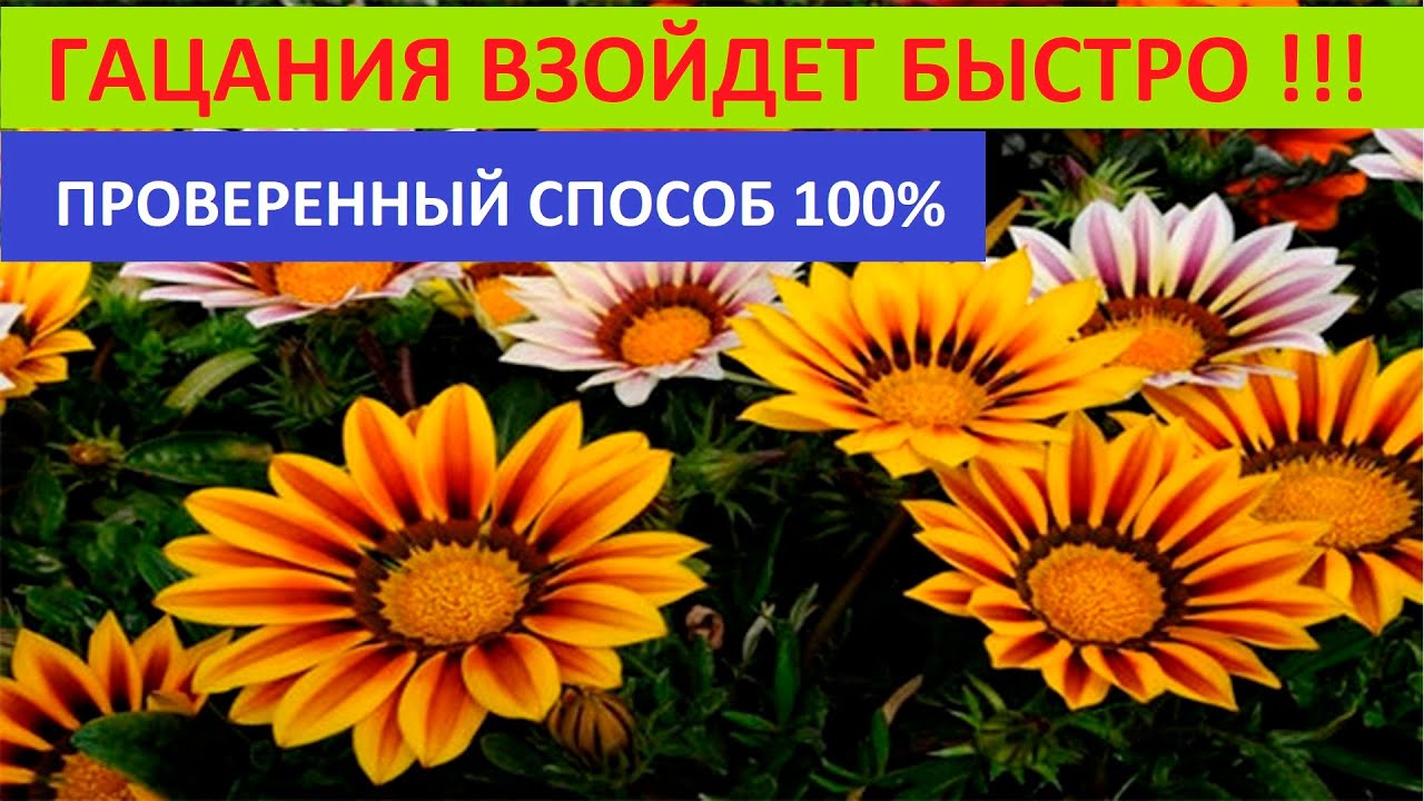 ГАЦАНИЮ ВЫРАЩИВАЮ И СЕЮ ТОЛЬКО ТАК ДВА ПРОВЕРЕННЫХ СПОСОБА 100% РЕЗУЛЬТАТ