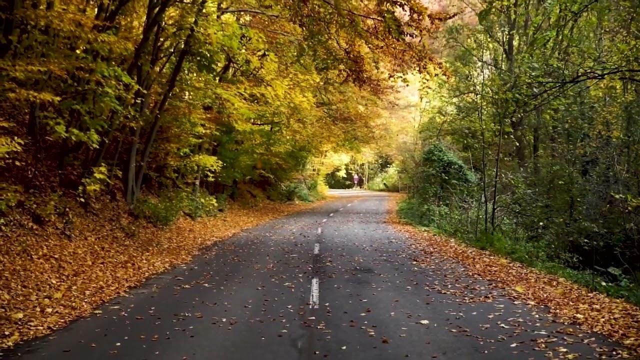 No Copyright Background, Nature Video, Autumn Leaves on Road  FREE Stock Footage