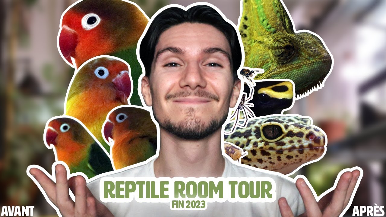 Reptile Room Tour : Update Fin 2023 ! (Le grand changement final à la maison)