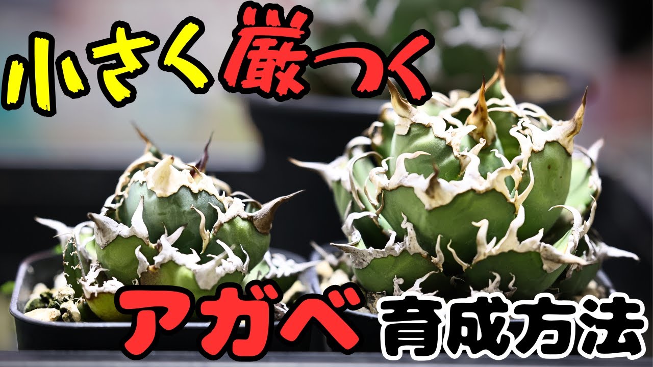 小さくて厳ついアガベを作る育成法。知らないと損する重要ポイント