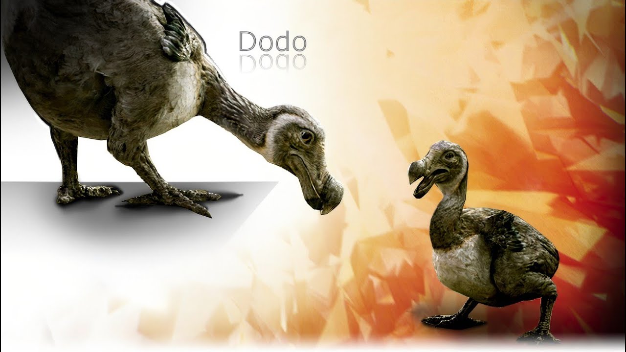 Primeval [2007 - 2011] - Dodo Birds (Raphus cucullatus) Screen Time
