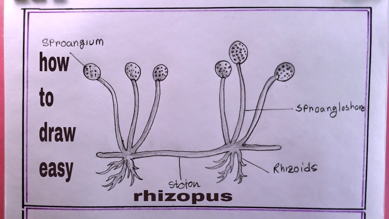 how to draw rhizopus diagram/drawing rhizopus/diagram of rhizopus