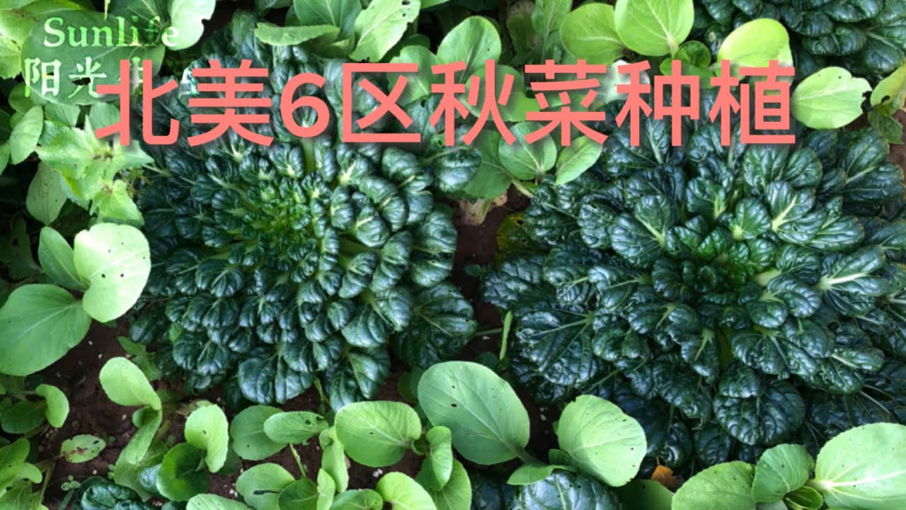 北美6区秋菜种植 ｜ Sunlife 阳光生活