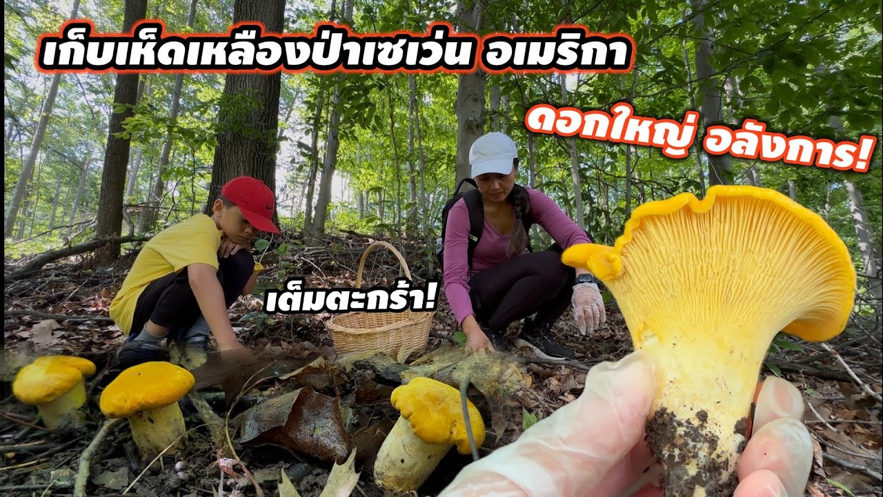 V401 เก็บเห็ดเหลืองดอกใหญ่ขาอวบๆป่าเซเว่นอเมริกา เต็มตะกร้า! Chanterelles foraging in Wisconsin USA