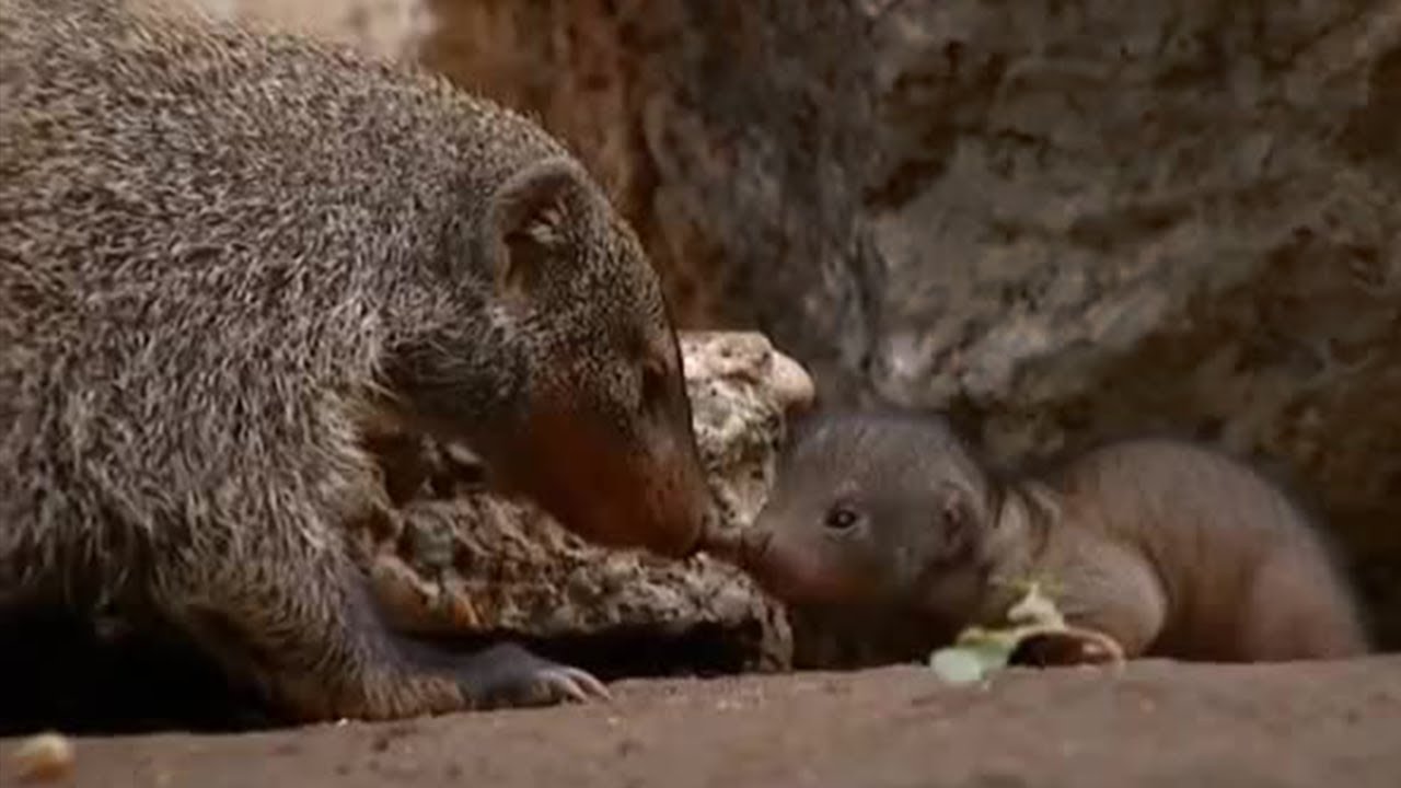 First Day Outside | Banded Brothers (The Mongoose Mob) | BBC Earth