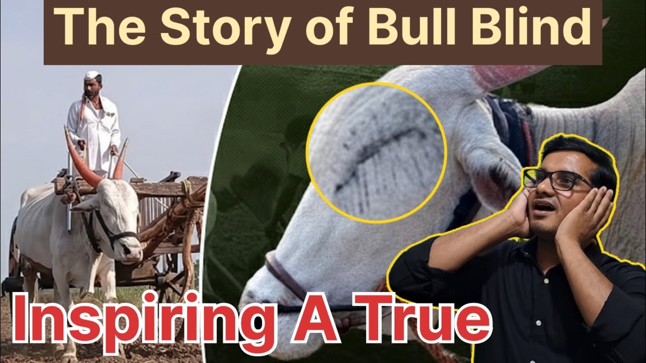 Touching the Story of a Bull Blind in two eyes, works possible | #story #inspiration #deaf #bull 