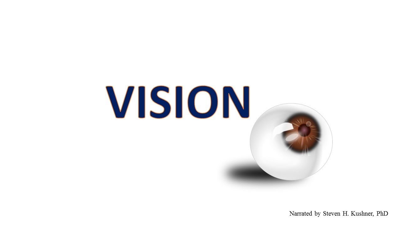 The Visual System