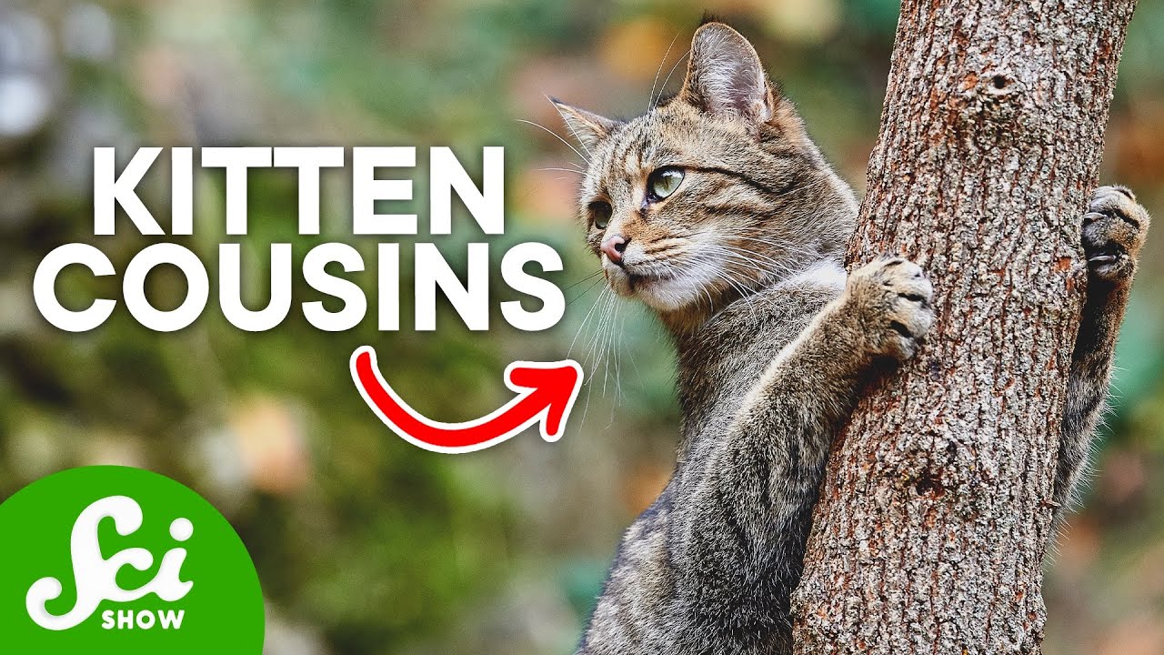 Why We Have Cats as Pets: The History of Feline Domestication