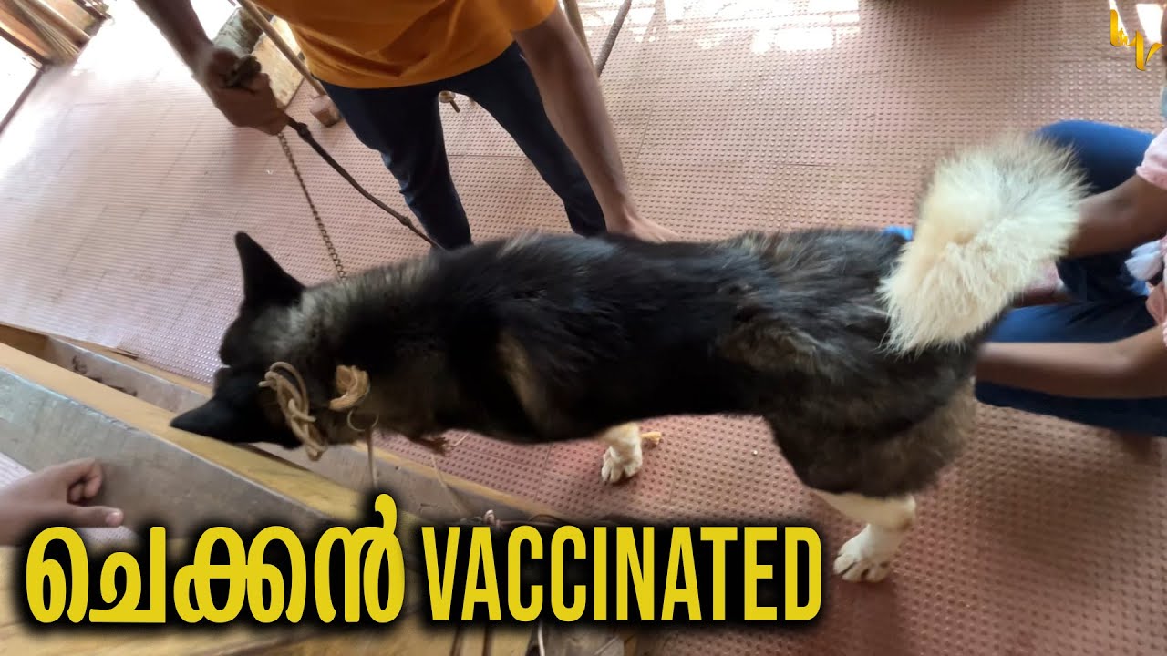Aggressive Akita's Vaccination || Leonardo Voila