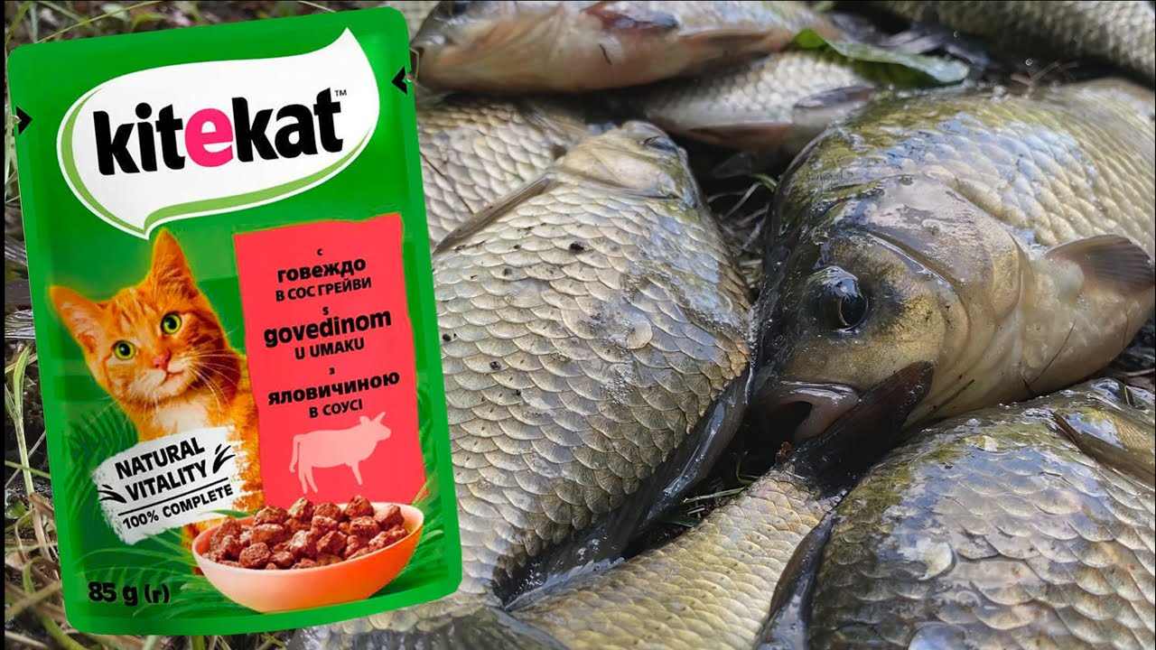 Ловлю карася на Kitekat! Не вірив поки не спробував.