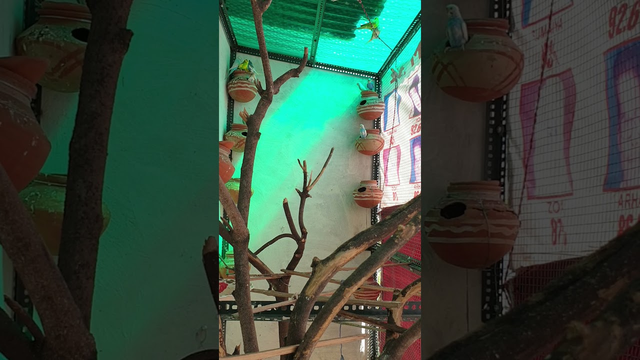 Budgies Breeding Colony | Indian Budgies| Budgies Colony In India