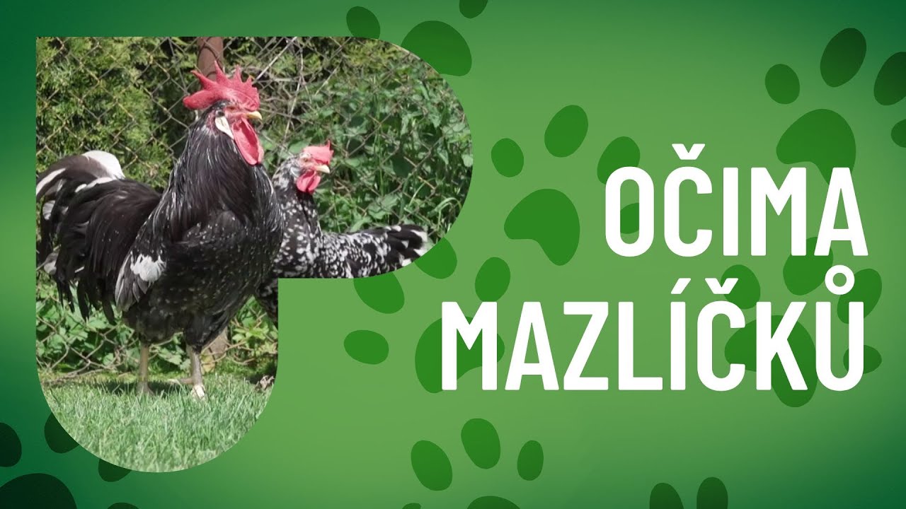 Domácí chov slepic spojuje radost i užitek