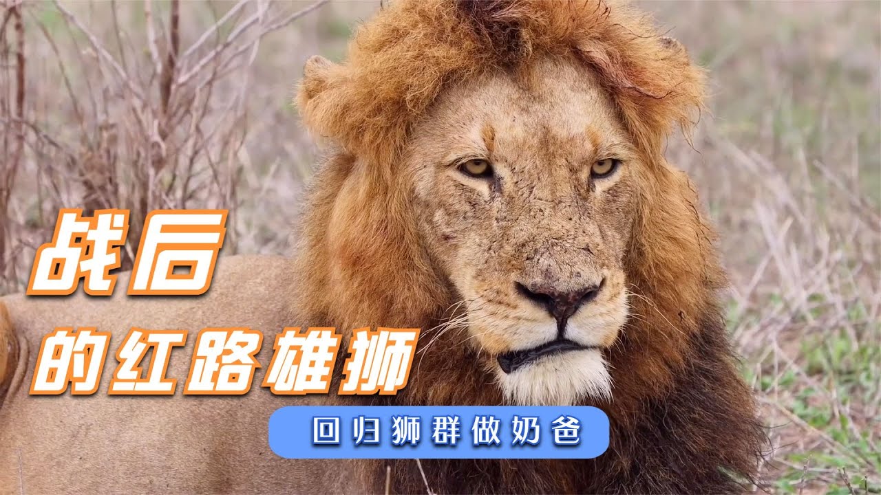 战斗过后的红路雄狮与廷茨瓦洛联盟，各自回到自己领地里守护狮群