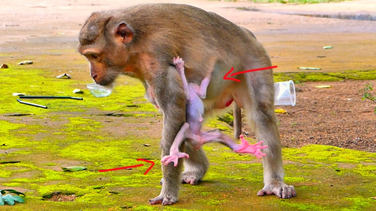 Mother Ruby didn't hold the adorable baby properly when she got up to walked