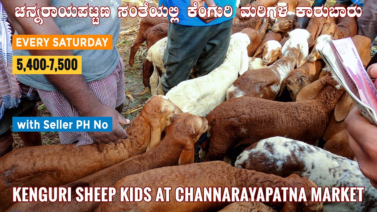 KENGURI SHEEP KIDS for Sale at Channarayapatna Sheep Market Hassan District Karnataka