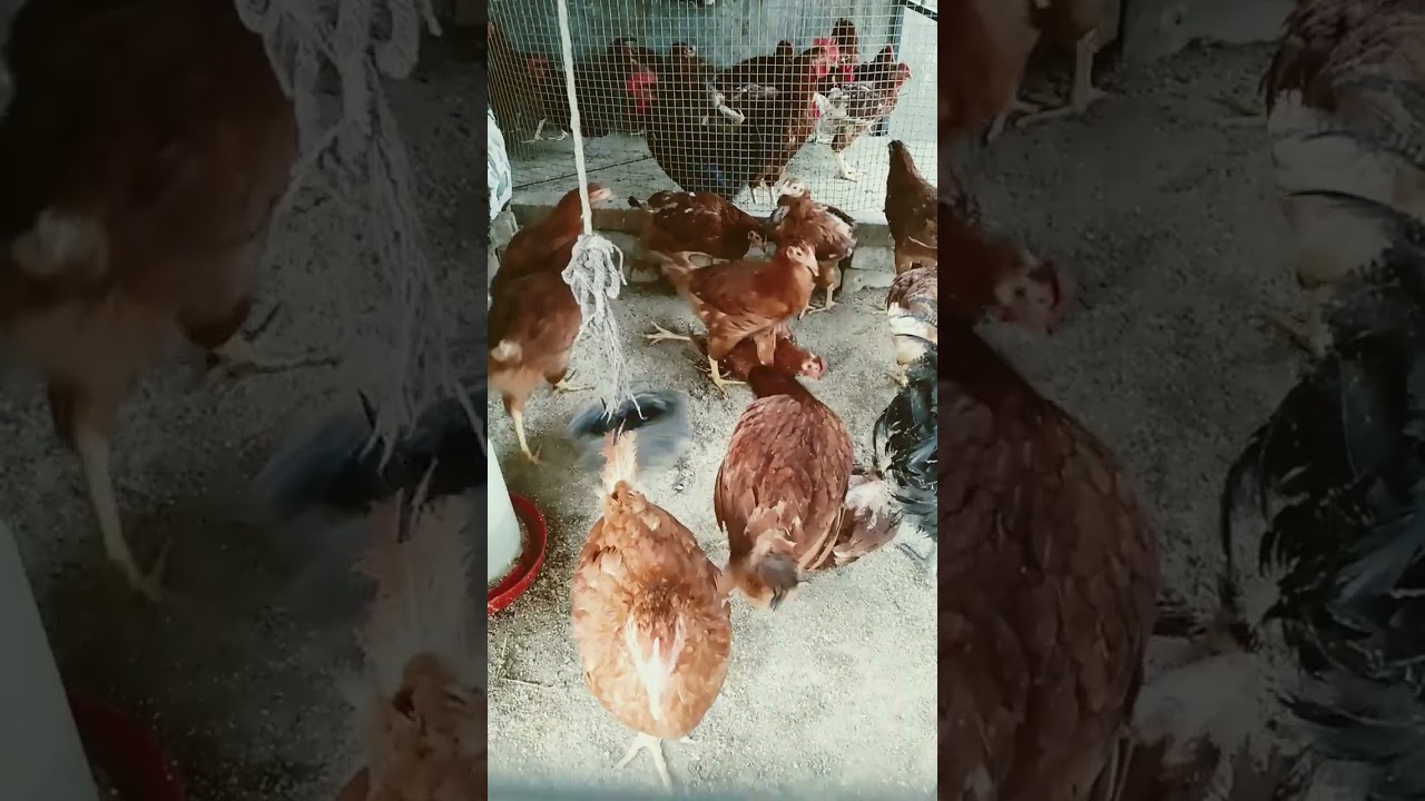 #chickenfarm rir murga for sale location nabha ph 8437556395