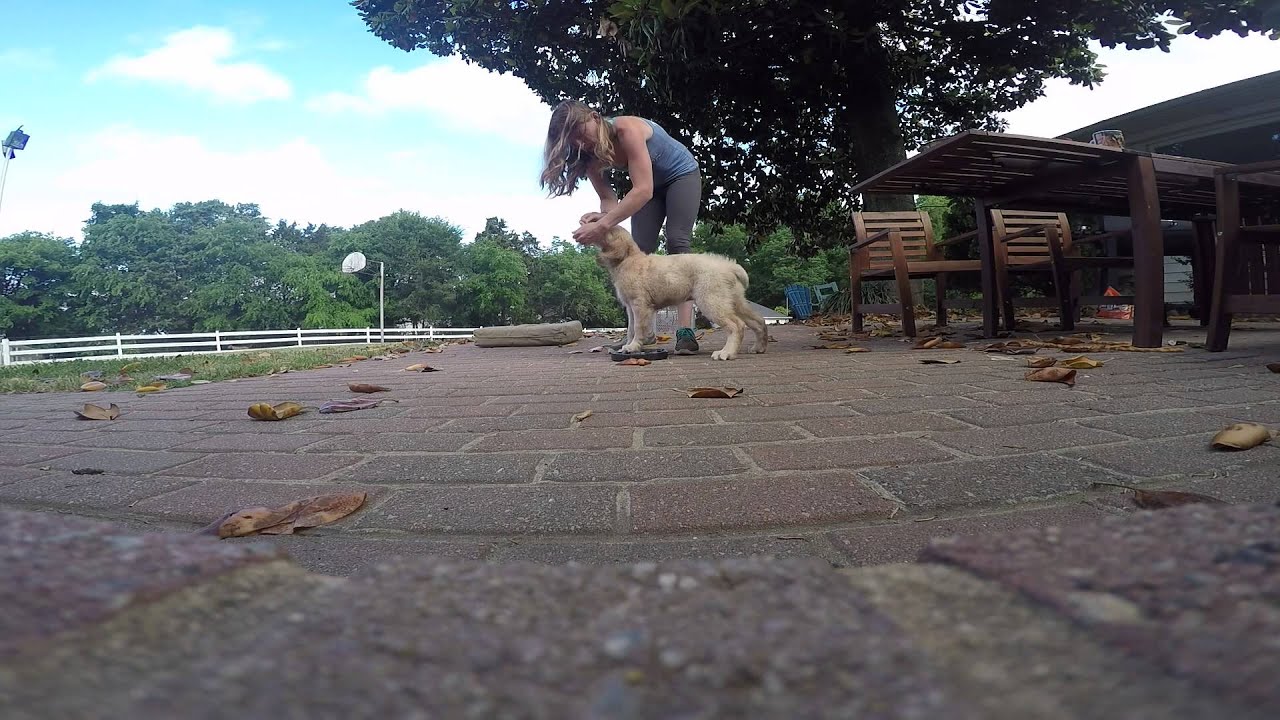 13-Week Old Golden Retriever Puppy Murphy: How to Train Your Dog Heel Turns