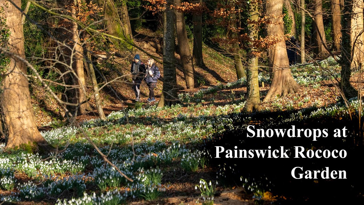 Painswick Rococo Garden snowdrops
