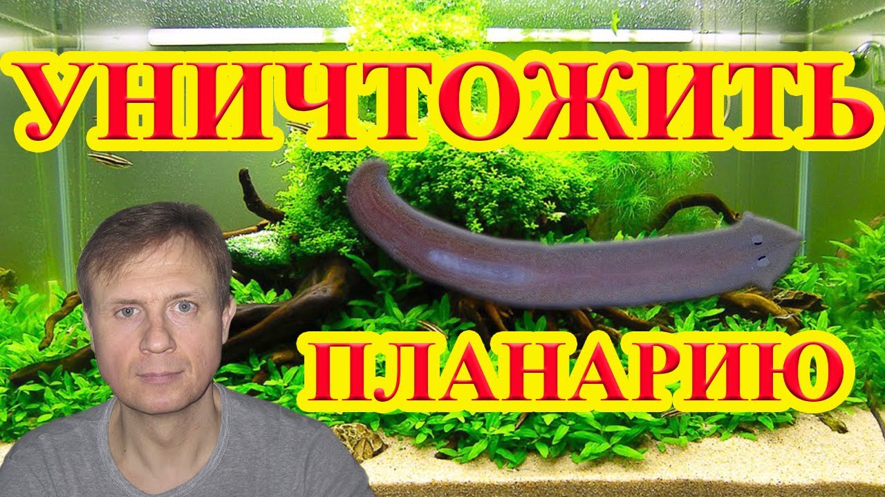 КАК ИЗБАВИТЬСЯ ОТ ПЛАНАРИЙ ПРАВИЛЬНО. АКВАРИУМ. АКВАРИУМИСТИКА. КАК СОДЕРЖАТЬ И РАЗВОДИТЬ КРЕВЕТОК.