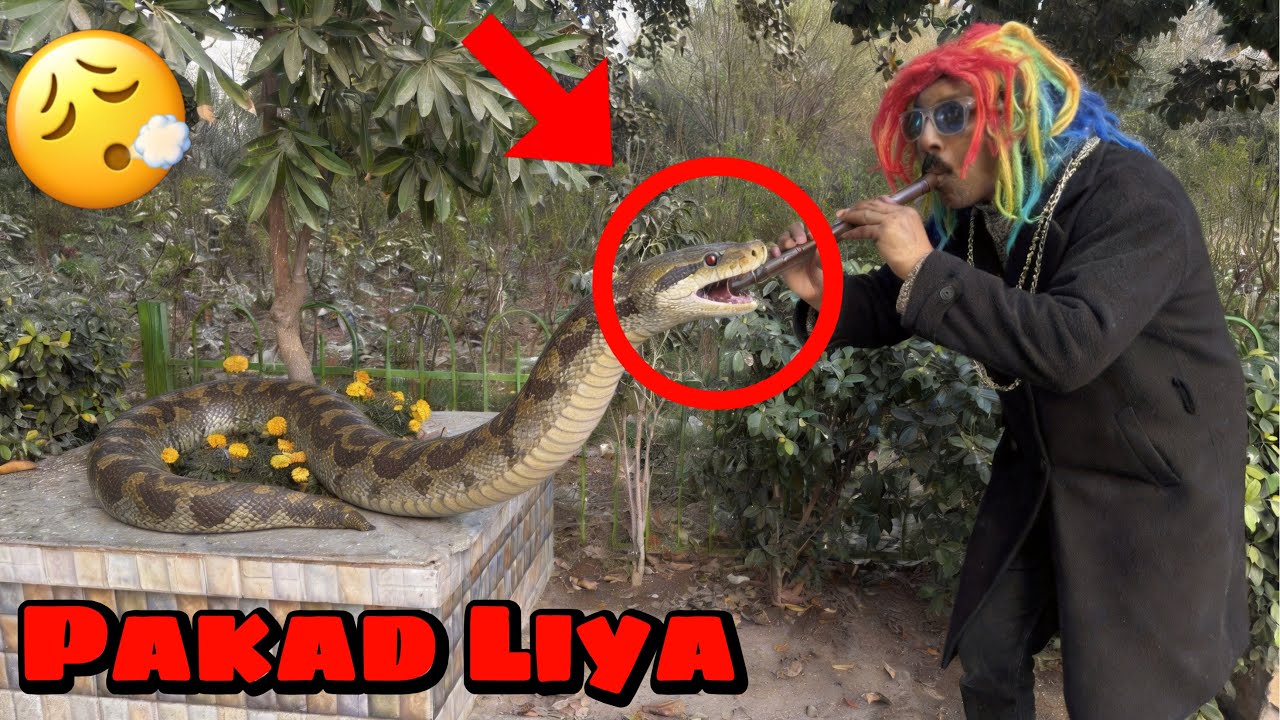 Mission Complete 😍Big Snake Ko Pakar Liya🤫@PetHouse786 ￼