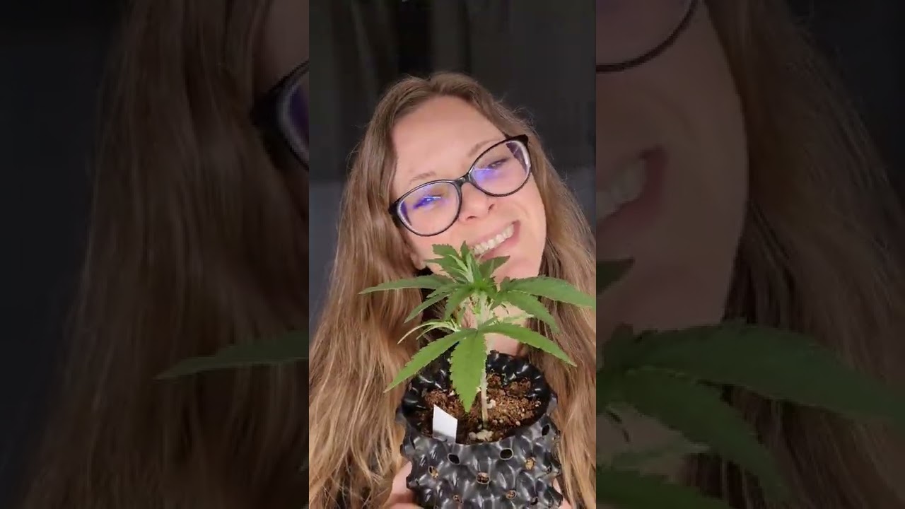 F.I.M. stands for f*ck I missed, you remove 75-80% of the top, resulting in 3 or 4 new shoots🌱