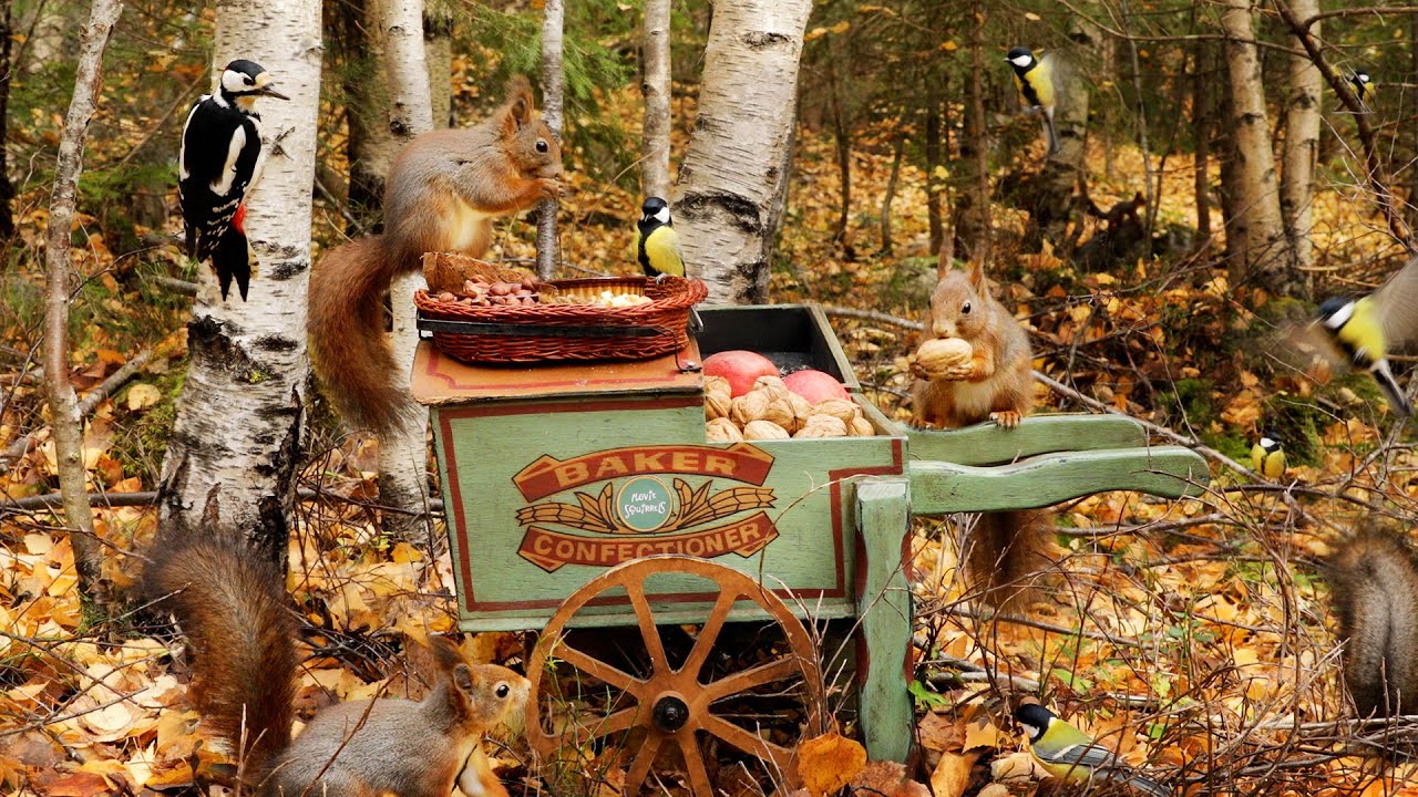 Hand Cart Bird Feeder 2 - Relax With Squirrels & Birds ( 1 Hour )