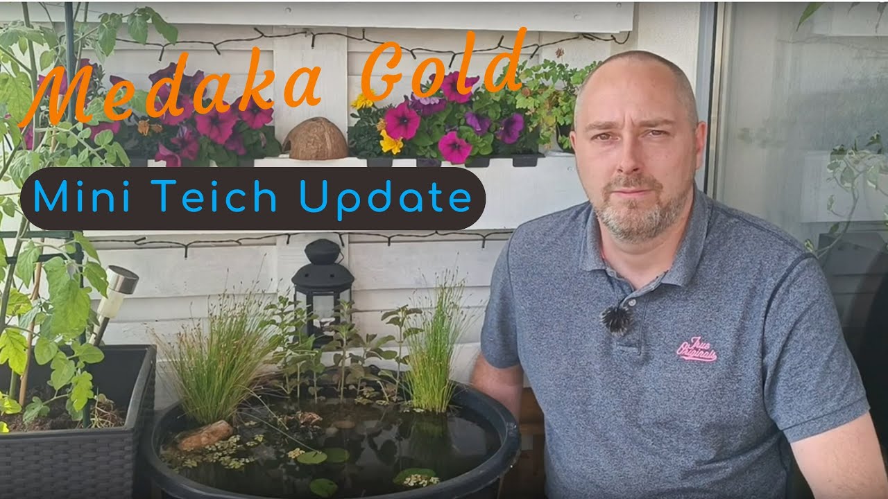 Outdoor Aquaristik, Medaka Vermehrung, Yoda Schnecke, Teich und Sonne?