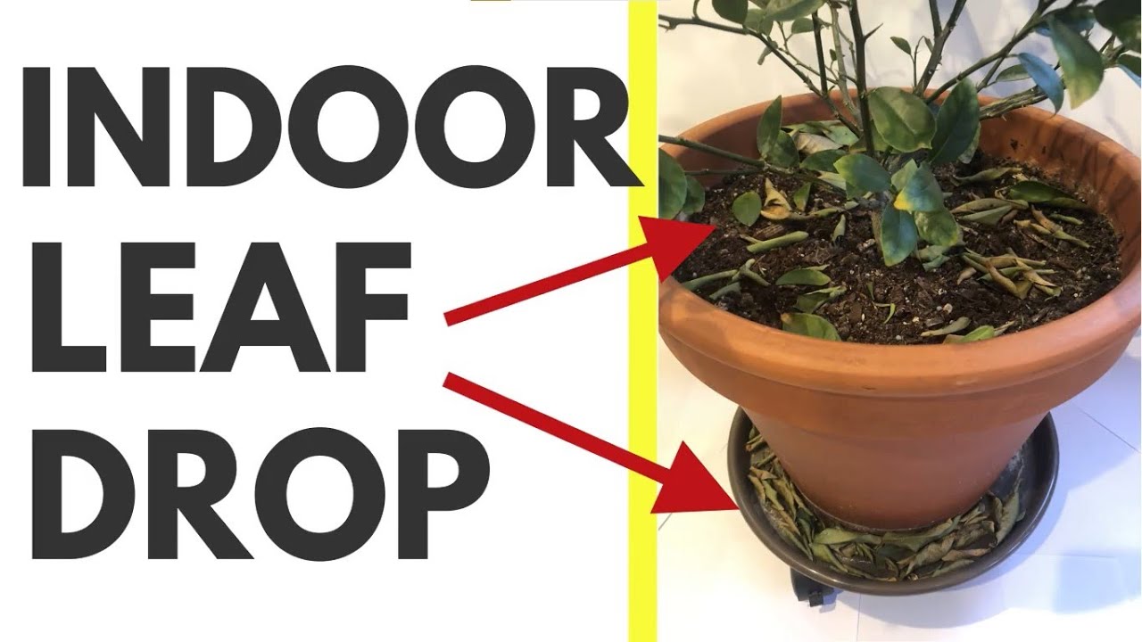 Leaf Drop and Houseplant Flies (fungus gnats)