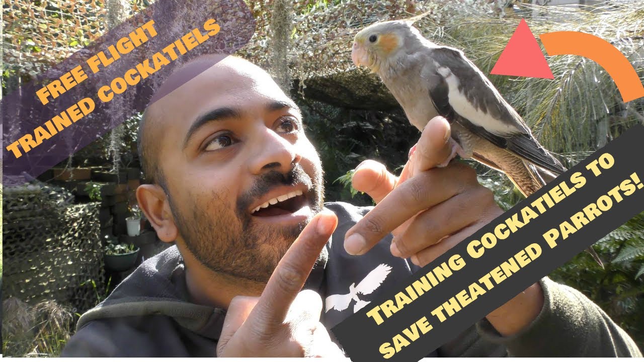 TRAINING COCKATIELS FREE FLIGHT. FREE FLIGHT BIRD TRAINING!     MUST WATCH FOR COCKATIEL OWNERS!!